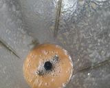 A picture of step 2 of Urad Chana Dal.