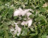 मेथी के पराठे (Methi ke parathe recipe in hindi) रेसिपी चरण 1 फोटो