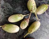A picture of step 2 of Green baigan sabji.