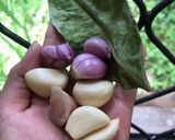 Foto langkah ke 2 dari resep Telur pindang.