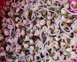 Foto del paso 5 de la receta: Brotes de mungo (mal llamados brotes de soja) 🌱 🫘