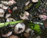 Foto langkah ke 4 dari resep Cumi Hitam Kental & Medok.