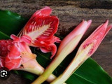 Pucuk Ubi (Singkong) Tumbuk