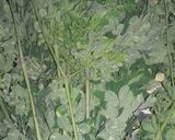 Foto langkah ke 3 dari resep Sayur Daun Kelor.