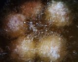 Foto langkah ke 9 dari resep (3.42) Brûlée Bomb.