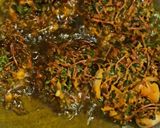 A picture of step 4 of Noni saag bhajiya.