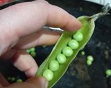 Foto del paso 2 de la receta: Arroz vegano tipo "tres delicias"