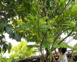 Gambar langkah 1 resipi Belimbing buluh rebus.