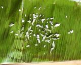 A picture of step 15 of Meen(fish 🐠) Polichadhu.