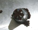 Foto langkah ke 4 dari resep Semprit Sagu Cokelat.