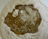 A picture of step 2 of Pepper bread.