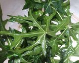 Foto langkah ke 1 dari resep Keripik Daun Pepaya Jepang.