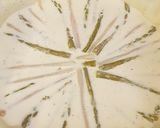Une image de l'étape 2 de °Quiche aux 2 asperges°.