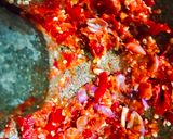 Foto langkah ke 2 dari resep Terong Goreng Sambal Balado.