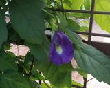 A picture of step 2 of Butterfly pea flower Drink.