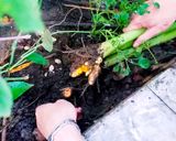 Hình bước làm 1 của món Bún xào nghệ lòng
