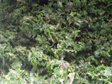 Kigwada (cassava leaves)#Authorsmarathon