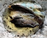 Gambar langkah 1 resipi Sambal Tempoyak Terung Pipit.