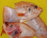 Foto langkah ke 1 dari resep Ikan nila Siram tauco.