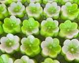 Foto langkah ke 5 dari resep Kue Lapis Sakura.