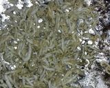Foto langkah ke 2 dari resep Sayur Nangmud Teri.