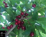 عکس مرحله 1 از دستور چای و دَم نوشِ آلبالو