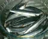 Foto del paso 2 de la receta Boquerones en vinagre