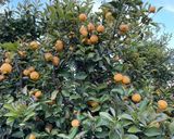 A picture of step 11 of Lemon Syrup.