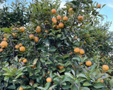 A picture of step 11 of Lemon Syrup.