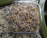 Foto del paso 1 de la receta: Ensalada otoñal con granada y brotes de lombarda