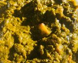 A picture of step 13 of Palak Paneer.