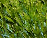 Medvehagymás vaj recept fázis 1 fotója
