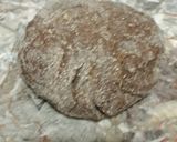 Foto del paso 2 de la receta: Cookies de Banana y Cacao!