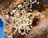 A picture of step 5 of Date rounds (khajoor puri).