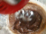 Budín de chocolate amargo