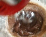 Foto del paso 3 de la receta: Budín de chocolate amargo