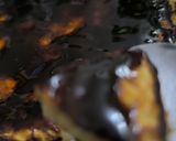 Foto del paso 10 de la receta: Panqueques 🥞 de harina de avena con plátano 🍌 con pasas 🍇 y algarrobina 🍯