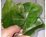 Foto langkah ke 1 dari resep Tempe Goreng Daun Jeruk.