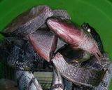 Foto langkah ke 1 dari resep Ikan kuah asam kupang.