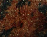 Foto langkah ke 3 dari resep Sambal tomat manis pedas.