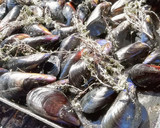 Foto del paso 2 de la receta: Mejillones a la brasa al aroma de romero