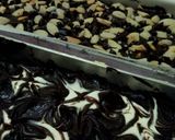 Foto langkah ke 5 dari resep Brownies Putih Telur NCC.