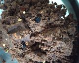A picture of step 6 of Millet ladoo nachni.