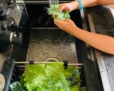 Hình bước làm 3 của món Vào bếp cùng con: salad từ vườn nhà bạn