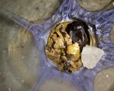 Foto langkah ke 3 dari resep Wedang Jakuma (Jahe Kurma Madu).