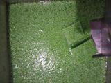 Puding lumut anti gagal