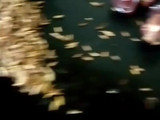 Salsa Dip