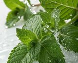 Foto del paso 4 de la receta: Mojito tradicional