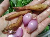 Bening Bayam Jagung