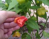Foto del paso 1 de la receta: Salsa súper picante!